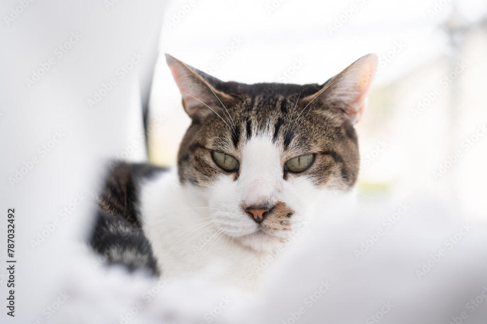 窓辺でくつろぐ可愛い猫　キジトラ白
