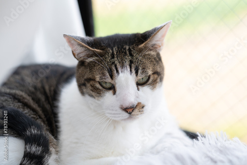 窓辺でくつろぐ可愛い猫 キジトラ白
