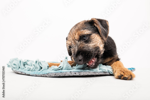 border terrier puppy