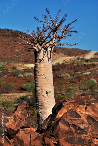 Bottle tree (Pachypodium lealii) characterized by the thick trunk, almost branchless until the top, branches are few and covered by slender thorns (Namibia) photo