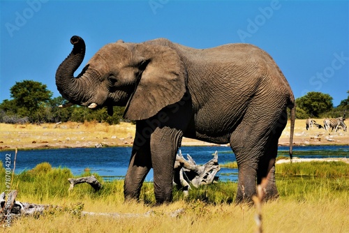 Elephant in Etosha National Park  Kunene region  northwestern Namibia 