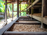 Coffee beans drying in the sun.