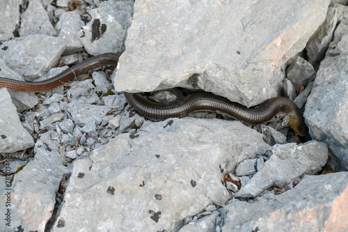 European glass lizard on the rocks in nature. Sheltopusik peeling and changing skin. Pallas's glass lizard. Pseudopus apodus. photo