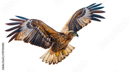 Bald Eagle in Flight Isolated