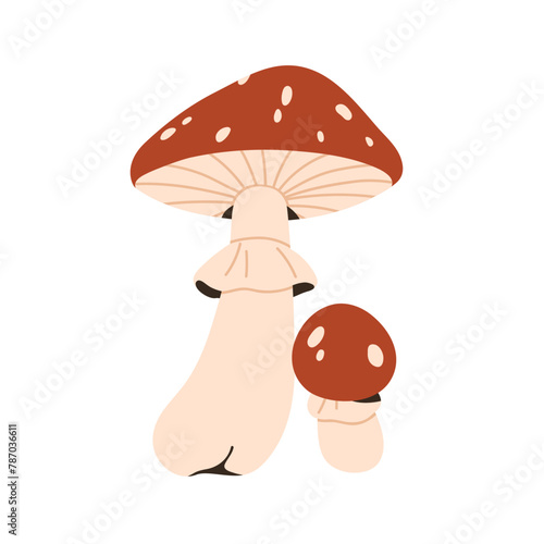Fly agaric, toxic mushroom. Amanita muscaria, red spotted cap and stalk. Dang...