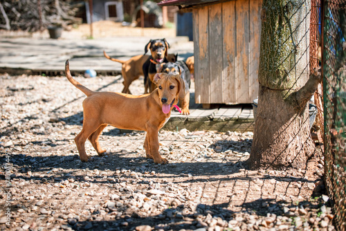 A little rescued puppy on the playground of the shelter. All puppies  were medically treated and are ready for adoption. They have a daily routine in the playground for socializing and obedience