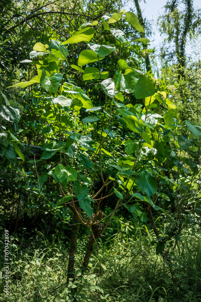 Mulberries Mulberries