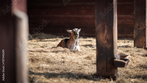 Long-bearded, light brown goat lying on hay. Cute animal basking in the spring sun.