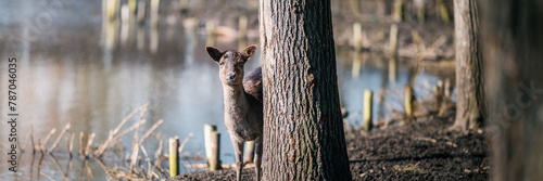 A female European roe deer standing behind a tree on the shore of the lake. Early spring. A calm, friendly animal basking in the sun.