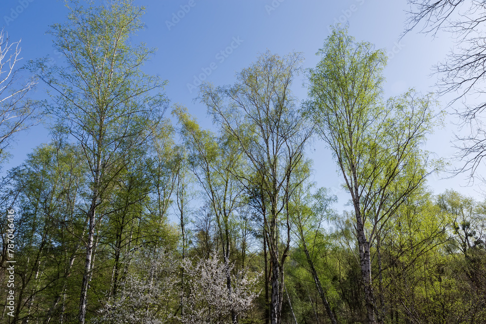 Fototapeta premium Old birches in spring forest in sunny morning