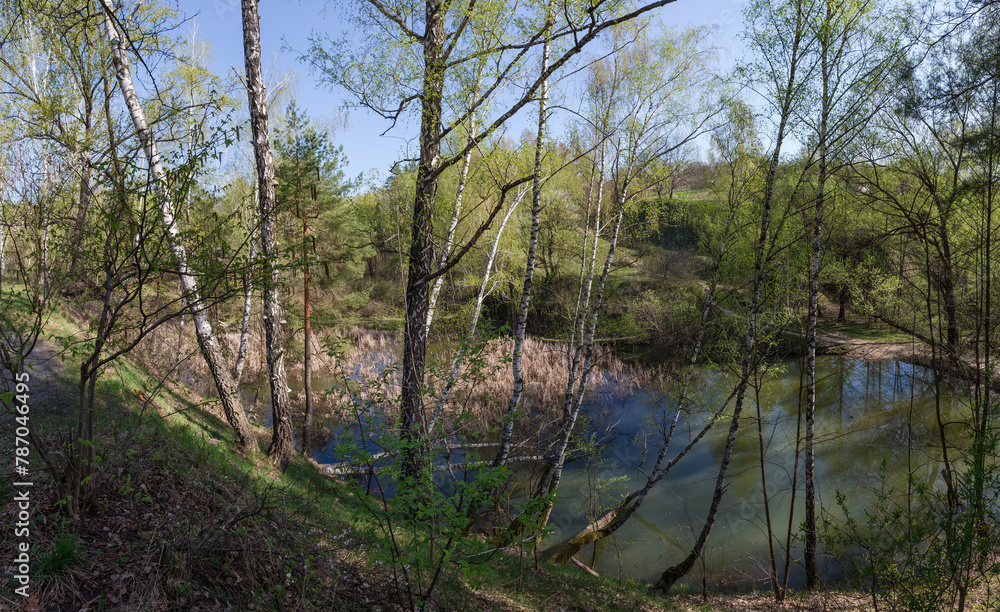 Birches on steep hilly bank of forest lake in springtime Birches on steep hilly bank of forest lake in springtime