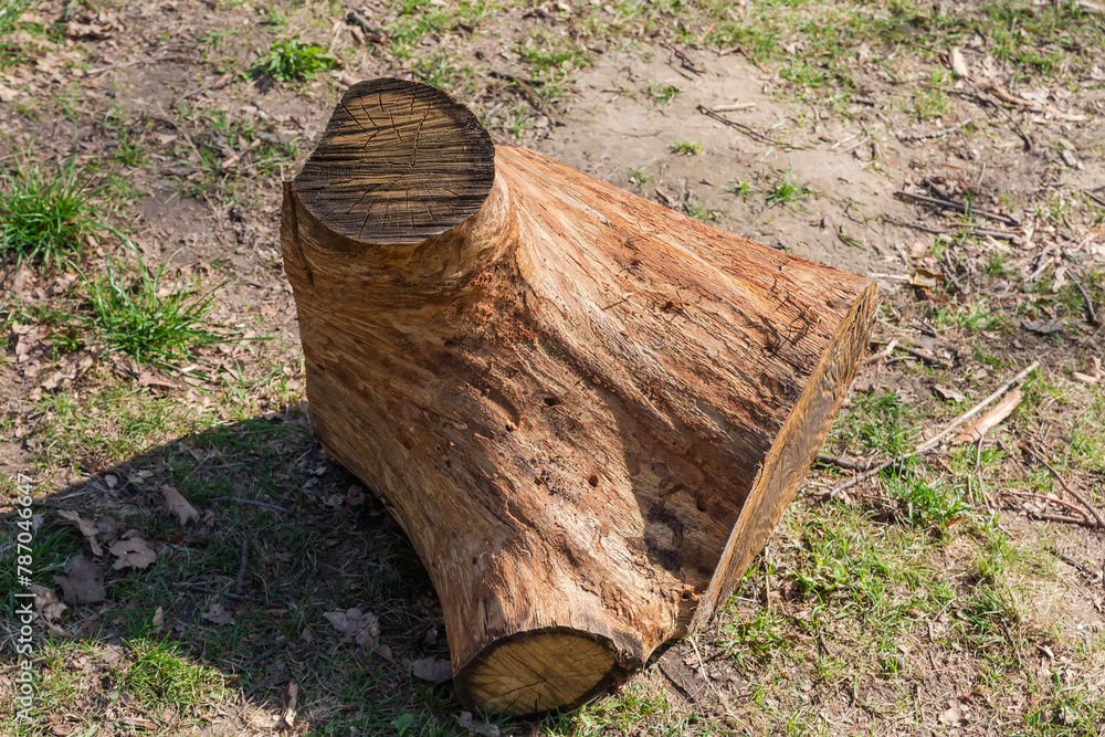 Piece of oak trunk cut with chainsaw lying on ground Piece of oak trunk cut with chainsaw lying on ground