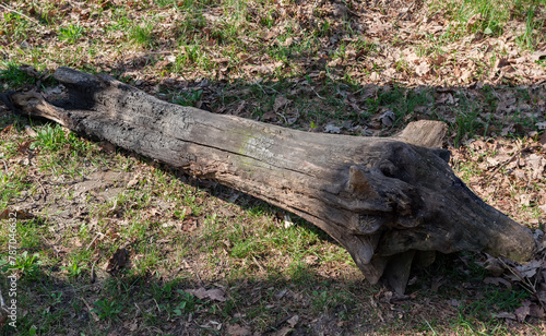 Partly rotten and charred snag lying on the ground