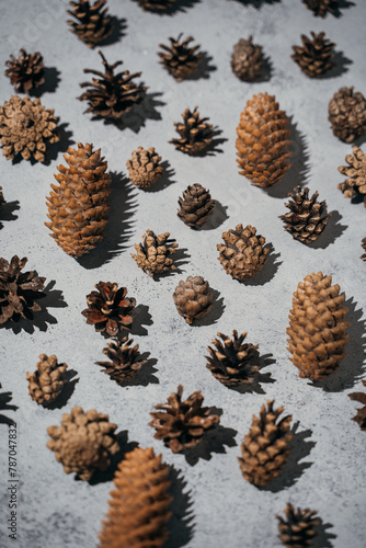 Various pine cones from different conifer species displayed on table