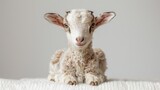 Cute little lamb on white background.