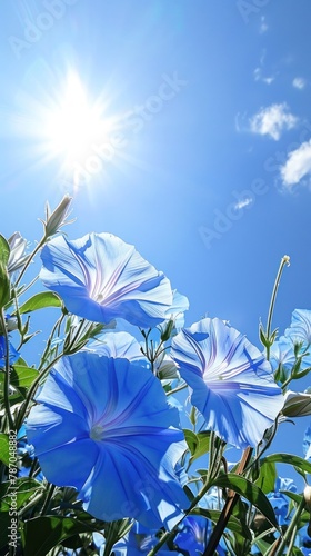 Striking blue morning glory flowers against a sunny blue sky, exuding optimism and vitality photo