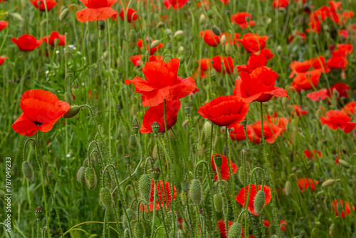 Papaver rhoeas or common poppy  red poppy is an annual herbaceous flowering plant in the poppy family  Papaveraceae  with red petals