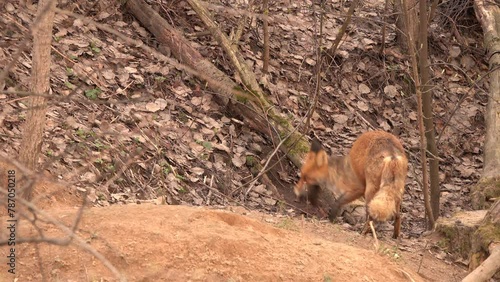 Fox buries the body of a rat to train its cub. Female Fox took her cub for a walk near a den in a city park in spring. Red Fox (Vulpes vulpes)