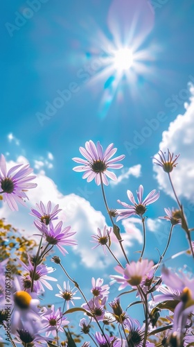 A cluster of wild purple daisies sway gently as they reach towards the bright sun shining in a clear blue sky