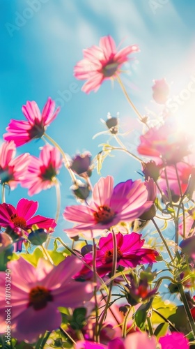 A radiant image capturing pink cosmos flowers swaying in the breeze with a vivid blue sky and glowing sun in the background