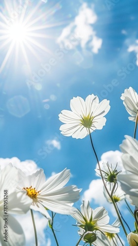 Splendid white cosmos flowers stretch towards the sun's rays in this depiction of natural beauty and growth