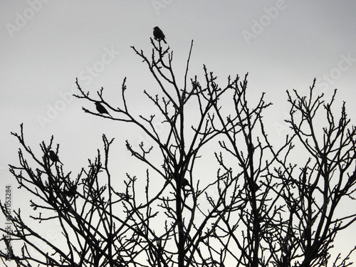 silhouettes of small sparrows sitting on the naked tree branches