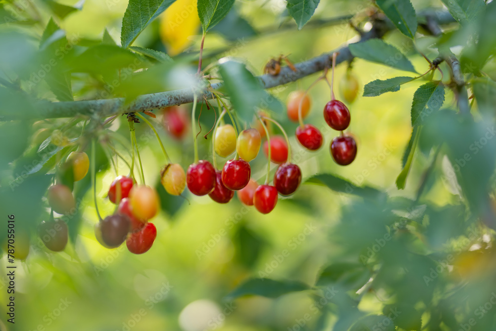 Ripening cherry fruits on a cherry tree branch. Harvesting berries in cherry orchard on sunny summer rain. Ripening cherry fruits on a cherry tree branch. Harvesting berries in cherry orchard on sunny summer rain.
