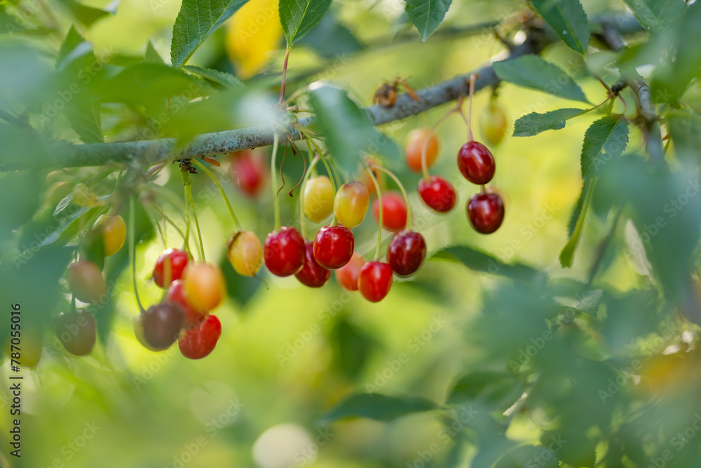 Ripening cherry fruits on a cherry tree branch. Harvesting berries in cherry orchard on sunny summer rain.