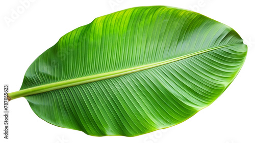 Tropical green palm leaf cut out