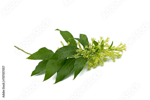 A blooming branch of the queen night (Cestrum nocturnum) in april