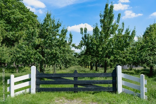 A wooden fence and an orchard with fruit trees in the distance