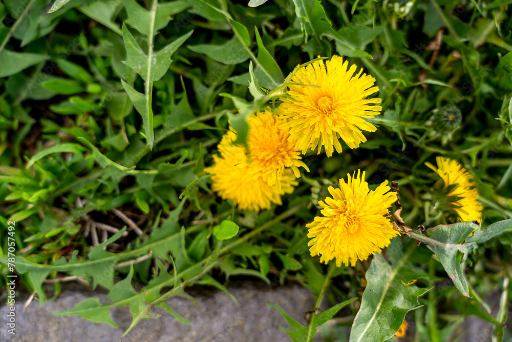 Yellow dandelion flowers on a green background. In spring everything awakens from sleep. Yellow dandelion flowers on a green background. In spring everything awakens from sleep.