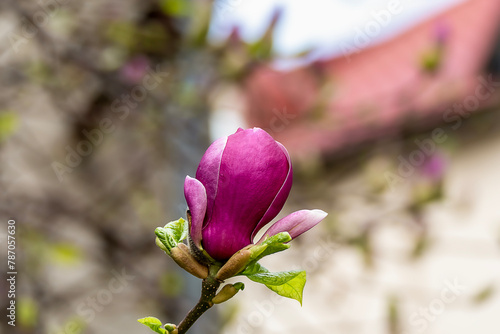 beautiful magnolia blossoms. Lovely white and pink magnolia flowers, Spring flowering trees
