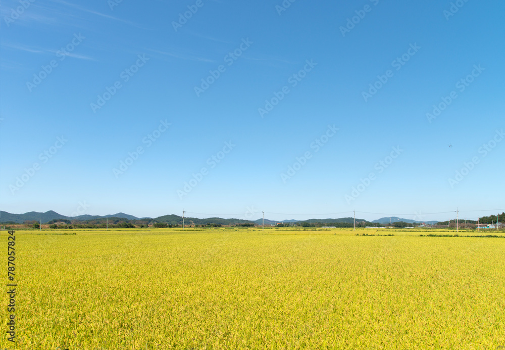 Fototapeta premium View of the rice field before harvest in autumn