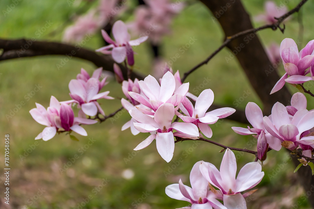 Fototapeta premium beautiful magnolia blossoms. Lovely white and pink magnolia flowers, Spring flowering trees