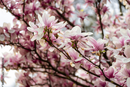 beautiful magnolia blossoms. Lovely white and pink magnolia flowers, Spring flowering trees