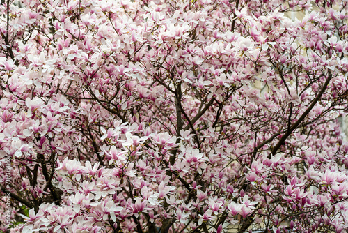 Wallpaper Mural beautiful magnolia blossoms. Lovely white and pink magnolia flowers, Spring flowering trees Torontodigital.ca