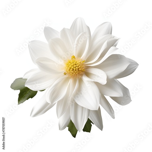 white flower with leaf isolated on white background