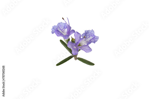 blue rosemary flowers isolated on a white background 