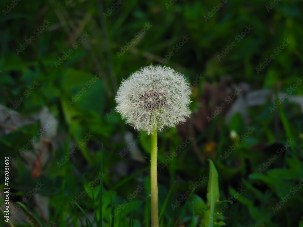 Dandelion preparing to release its seeds Dandelion preparing to release its seeds