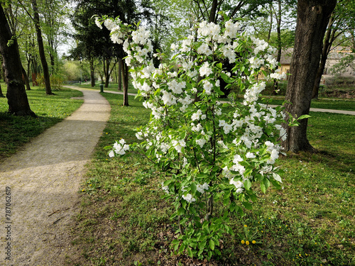 Ornamental apple trees in the park on the square have the shape of shrubs branching directly from the ground. They are wrapped in lots of small cherry-sized red apples. grass, spring photo