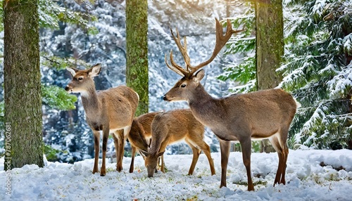 Wallpaper Mural deer in the forest Torontodigital.ca