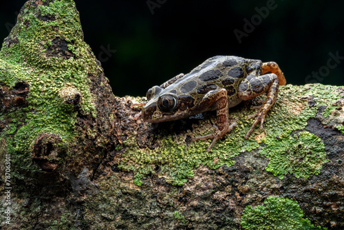 Senegal Running Frog (Kassina senegalensis) is a species of frog native to Africa. photo