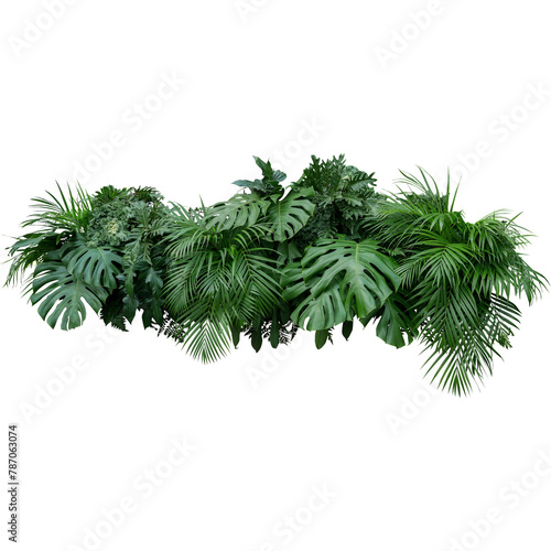 green leafed plant   Bush  image File Formats  grass  tree png 