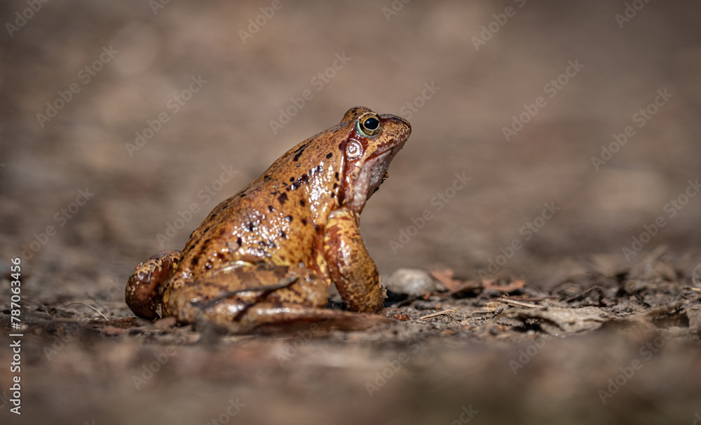 Obraz premium Nahaufnahme einerErdkröte (Bufo bufo) , seitliche Ansicht