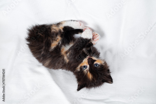 Cute tortoiseshell kitten cat lying on white sheet background.