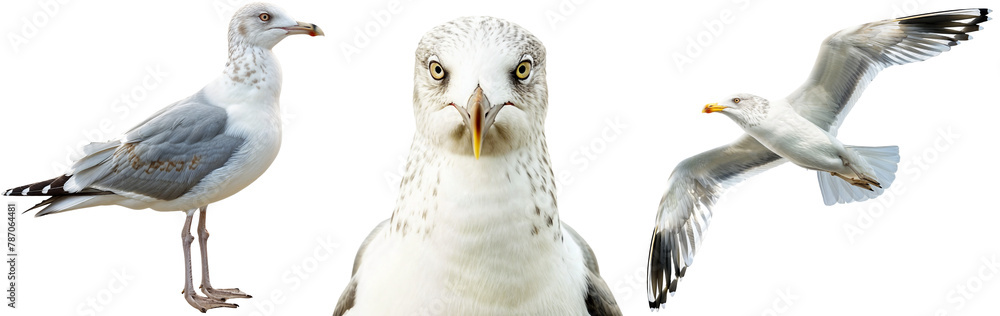 Seagull collection, standing, portrait and flying, isolated on a white background Seagull collection, standing, portrait and flying, isolated on a white background