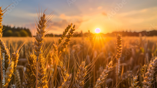 A field of golden wheat with the sun shining brightly on it. The sun is setting in the background  creating a warm and peaceful atmosphere