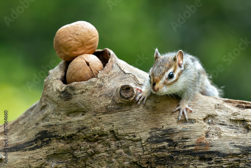 The Chipmunk (Tamias) and the walnuts. photo