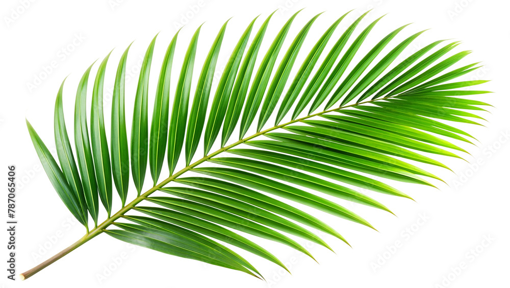 Tropical green palm leaf cut out Tropical green palm leaf cut out